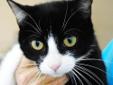 Hi, I am Kaydence. I am a pretty, petite black and white kitty! I am about two years old. I was rescued by a Good Samaritan. She saw that I was very skinny and hanging around her neighborhood with no one to take care of me. So she brought me to the