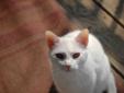 THIS IS A GUEST COURTESY POSTING ON BEHALF OF A FAMILY NEEDING TO REHOME THEIR CAT COMPANION. SNOW IS NOT SUBJECT TO ANY ADOPTION CONTRACT OR ADOPTION PROTOCOL ASSOCIATED WITH RACHEL'S RESCUE RANCH . IF YOU ARE INTERESTED IN ADOPTING SNOW, PLEASE CONTACT