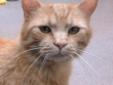 More about Gus Spayed/Neutered ? Up-to-date with routine shots ? House trained ? Primary color: Tabby - Orange or Red ? Coat length: Short Gus's Contact Info Cedar Bend Humane Society , Waterloo, IA 319-232-6887 Email Cedar Bend Humane Society See more