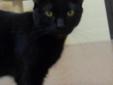 More about Echo Spayed/Neutered ? Up-to-date with routine shots ? House trained ? Primary color: Black ? Coat length: Short Echo's Contact Info Cedar Bend Humane Society , Waterloo, IA 319-232-6887 Email Cedar Bend Humane Society See more pets from Cedar