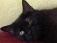 Suki has gorgeous black fur and is very petite. She loves attention and is quite the lap kitty. Suki is very gentle and laid back, perfect for any family! Please come meet Suki and her friends, they are all so deserving and in need of forever homes. Every