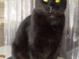 This is Florida. She is a gorgeous cat with beautiful green/gold eyes. She is a sweetie. Florida with nuzzle you for attention & roll on her back for tummy rubs & head scratches. She is a very gentle cat & likes to sit on laps & have lots of human