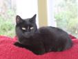 Midnight is a beautiful jet black kitty with gold eyes. She was surrendered to the AARF program by a man who had terminal cancer. She came to us with 6 kittens. Her fur is thick and luxiorously soft. She is playful and has several favorite toys. She likes