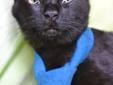 Franklin was rescued from a local animal shelter. He is a handsome, sleek, solid black kitty with glowing eyes and a lively attitude. On the surface, he seems perfectly healthy. He has been neutered, vaccinated, microchipped and dewormed. Sadly, Franklin