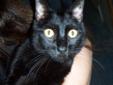 Yes, my name is Tink! I really like that name cause it's unique...just like me! I'm a very playful cat, and I get along well with other cats. I do love my fair share of attention, so if you want to bring me into your home, I'll be sitting there waiting