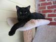 Jacob is one of our semi-permanent residents. He didn't have contact with people early in life so he will probably stay with us at The Cat Corner. He loves the sun porch and high places and although he doesn't like to get too close to people, he is always