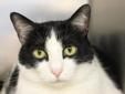 Angel is a sweet and calm 7yr old lady who is looking for her furever home. She is front paw declawed and a big cuddler. Her favorite thing to do is just lay around relaxing. If you are looking for a calm cat who would love to cuddle then come meet Angel