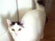 This is a sweet black and white 1 year old kitty cat. She gets along with other cats,, dogs, and birds and is ready for her forever home! We are a foster based group and do not have a facility, so meeting pets if by appointment only. Click Here for our