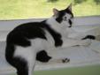 This nice sweet, friendly, handsome boy was named after Ritchie Valens. He loves to play with toys, he gets along with other cats and he loves to lay in window sills to catch some rays. Won't you stop by and check out this beauty today? Please visit our