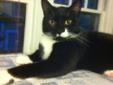 This sweet boy was rescued from a hoarder home. He is playful, and affectionate. He likes high places and is snoopy! Seems OK with dogs and is fine with other cats. Neutered, felv/fiv negative, vaccinated. He is at Petco in Manhattan for viewing and