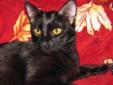 Raven is a very sweet, sleek and shiny black kitty with Siamese body lines who loves to be petted and loved on. She was rescued from St. Francis Animal Rescue Center, a Rock Hill rescue that was threatened with closure by animal control and all the