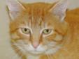 Give me a lap and I'm ready to be in it! My name is Felix and I am quite the loverboy! I adore ear scratches and a good snuggle! I have a mellow, low-key personality and a gentle nature. What could be better than a handsome orange tabby cat? I know we can