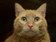 Kitty, a 9-year-old cat, has a lot of love to share and is looking for her special person! She has short fur in an orange tabby pattern and great big green eyes. This kitty is extremely inquisitive and loves to play with interactive wand toys and her