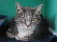 Mimi, an 11-year-old Domestic Shorthair kitty, is ready to meet her new best friend. A petite little gal, Mimi enjoys lounging on a blanket while having her head rubbed. Mimi has hyperthyroidism, so a discussion with our veterinary staff is required to
