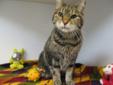 Just call my name, and I'll eagerly come to you for some good strokes. I'm a very adaptable senior and love to be petted. I think you could easily call me an extrovert, because I'm so curious and friendly. When you take me home, be sure to provide me with