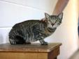 This cat is a nice female borwn tabby. She appears to be a young adult. Intake date: 4/7/2012 Lost and stray animals are held at Dekalb Animal Services for five (5) business days in order to give their owners a chance to reclaim them. After that time