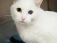 This pretty girl is a solid white cat with bicolored eyes. She is spayed and declawed. It took her a while to adjust to being at the shelter but she is adjusted now and loves to be petted. Lost and stray animals are held at Dekalb Animal Services for five