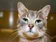My name is Reisling! I'm a sweet, calm, tolerant, relaxed,gentle girl who likes to be pet. If you would like to learn more about me, please call (616) 453-8900 or come visit the Humane Society to see me in person. To adopt me is as simple as filling out