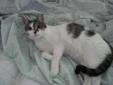 Sweetie loves attention and she loves to be petted. She is a little shy at first but quickly warms to new friends. She is a small cat and would be happiest in a quiet home with a single person or a couple. She will probably be OK with older children as
