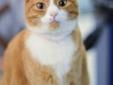ADOPTION FEE WAIVED FOR THIS SPECIAL CAT! Pretty cute, huh? My name is Daisy, and I'm an adorable cat looking for a forever home. I have a sweet face and a soft orange and white coat...it's perfect for petting! I have a friendly, yet independent
