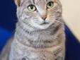 One shy cat + a wonderful foster family = AMAZING progress! My name is Mama Mia, and I'm a gentle cat looking for a loving home. I am a petite girl with green eyes and a soft grey coat. I have a sweet personality, and I get along well with other cats. I