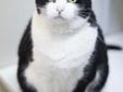 Are you looking for someone to lounge around with? I'm your girl! My name is Mattie, and I'm a very laid-back kitty looking for a forever home. I have a gentle, relaxed personality, and I like attention but am not overly demanding about it. This makes me