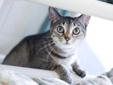 Let's play! (And cuddle, too!) My name is Olivia, and I'm a super sweet kitty looking for a new best friend. I came to IndyHumane in poor condition and was very shy at first. Living in foster care for awhile really helped me come out of my shell. My