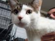 Hi, I'm Oliver! I'm 2 years and 11 months old. I'm a very sweet cat! I'm very curious too! I would make a great addition to any family! Come meet me at Almost Home Humane Society! To view the latest events and see all of the animals available for adoption