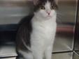 Orion is 1 year old. He is very sweet and elegant. Orion is a little shy, but isn't he handsome? Once you get to know him, Orion is playful and loving. Come meet Orion at Almost Home Humane Society! To view the latest events and see all of the animals