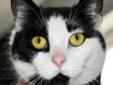 Well hello, I am Ranger, a very sweet, friendly boy. I am very handsome with by contrast of black and white, and it looks very neat. I am cuddly and loving, but also like to explore. I don't seem to mind other cats, and I am pretty laid back. I hope