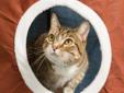 Fixed: Yes General Information: Litterbox trained and used to sharing her space with other cats. Personal Statement: I am a silky-soft tabby with eyes of Egyptian gold seeking a family to call my own. I am spayed, house-trained, and ready to sprawl in a
