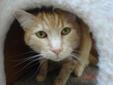 I am a sweet and loving boy. I love to be pet and held, all I want is some affection! I don't think thats too much to ask do you? Please visit our website at http://www.petfinder.com/petdetail/22752111