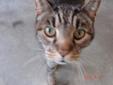 Have you ever looked into a cats' eyes and were struck by how much knowledge and experience that cat had been through? Almost as if you were looking into a cat's soul? That is the impression we got when we met this guy at Washoe County. And it was instant