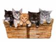 We have many Cats and Kittens for adoption at our Cat/kitten Adoption Center located inside Petco, 6305 East State Street in Rockford, Il. All felines are spayed or neutered, shots, FeLV tested, flea preventative, wormed, micro chipped and litter trained.