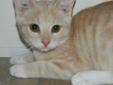 My name is Sunshine, I am a feisty, energetic and playful female kitten. I love to play and wrestle with other kittens and to cuddle and be loved on by people. I love to chase the laser light and to romp around with the feather dangler, I especially love