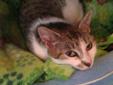 Yolanda is very sweet and easy going . Good with other cats and dogs. Please visit our website at http://www.petfinder.com/petdetail/22791871