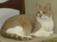 For more information or to arrange to meet this kitty please email Marsha at mdefine@comcast.net Dawn is a beautiful DSH two year old apricot and white girl the color of a sunrise. She is guaranteed to brighten any day. Hand raised from a young kitten,