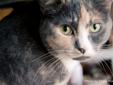 Alibi loves being around people. This striking cat adores being petted and cuddling up on a warm lap. She is a greeter when you come home and is truly happy you have arrived. If you are looking for a people-friendly and loyal companion, Alibi is the cat