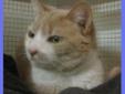 It was almost Christmas when a kind lady found a kitty hovering in their garage. She was very thin and very hungry and she later found out why. Cinnamon is declawed and had been put out to fend for herself. It is hard for any kitty to live outside in the