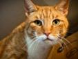 Curtis is a handsome quiet guy. He was abandoned in a county park during one of the coldest weeks of the year. Lucky for Curtis, a kind volunteer who feeds feral cats discovered him one afternoon. He was very frightened, cold and hungry. He's so much