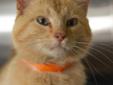 Pounce is so much fun! Eager for affection and attention, Pounce de Leon is both playful and loving. Only one year old, Pounce has a lot of energy and so would not do well in a household where no one is home during the day. He should do well with children