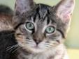 Meet Mike, a handsome young tabby with big green eyes! Mike and his sister Molly have so much personality! Mike enjoys playing with the laser pointer, the vacuum hose, and running water but he is also known to fall asleep on people's shoulders and of