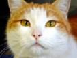 Hello, I'm Toebi, and I was surrendered to the shelter after my owner had to move and couldn't take me. I am a very loving boy with people, but can be a bully with other cats, and my owner said I'm not a fan at all of dogs, so I may do better as a loving