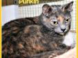 Punkinand her sisterCrystal started out at the Cat Corner as two of a litter of kittens. They were adopted by the same family and were living together in what they thought was their forever home when their fortunes changed. Their home was taken over by a