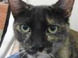 Hayley is a friendly cat who loves to receive attention from her foster mom. She gets along well with other cats and with the small dog in her foster home. Please visit our website at http://www.petfinder.com/petdetail/22739253