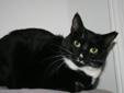 Lacey is a beautiful, young tuxedo cat who started her life outdoors. She was born to a semi-tame mother and was the only kitten of the litter who survived the busy subdivision streets. Surprisingly, she decided early in life that she liked people and was