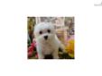Price: $700
***Puppies now Available*** See Available and Updated pictures at www.jacokennel.com OR CALL 918-456-6731 -- AKC Registered Pure Breed Maltese Puppies. Our Maltese have a baby doll face and will have long silky hair and weigh about 7 - 8 lbs