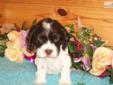 Price: $750
THIS PUPPY IS SO DIFFERENT THAN ANY COCKER PUP I HAVE EVER SAW...HE HAS 3 DOTS ON HIS SIDE THEY ARE PERFECT AROUND..YOU WILL NEVER SEE ANOTHER PUPPY MARKED LIKE HE IS...HE IS UP TO DATE ON ALL SHOTS AND WORMINGS...HE IS POTTY TRAINED TO A
