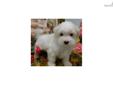 Price: $700
***Puppies now Available*** See Available and Updated pictures at www.jacokennel.com OR CALL 918-456-6731 -- 1ST GENERATION MALTI-POOS. Our Malti-poo will weigh about 7 - 8 lbs when full grown. Sweet and loving temperament and well socialized