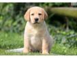 Price: $550
This attractive Yellow Lab puppy has a great personality and will make a loyal companion. He is ACA registered, vet checked, vaccinated, wormed and comes with a 1 year genetic health guarantee. This puppy is well socialized and active. Please